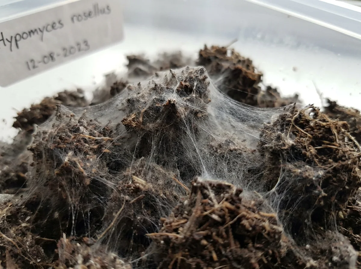 Wispy gray cobweb-like mold draped across dark mushroom substrate in a cultivation tray.