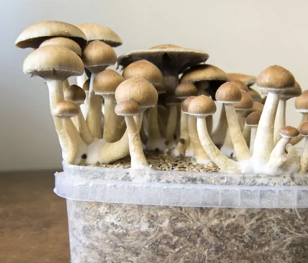 Official Avalon Magic Plants source image: Magic Mushroom Grow Kits.