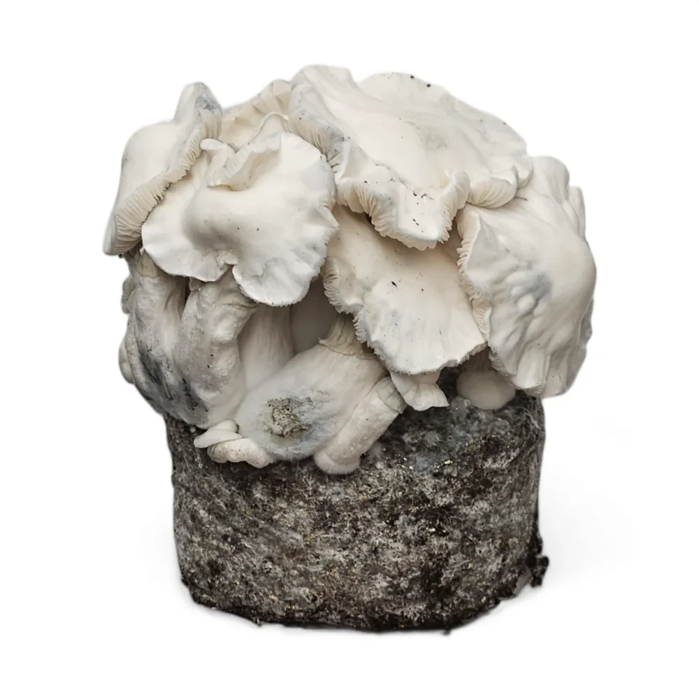 Official Magic-Mushrooms-Shop source image: View Cloud920® Premium Grow Kits.