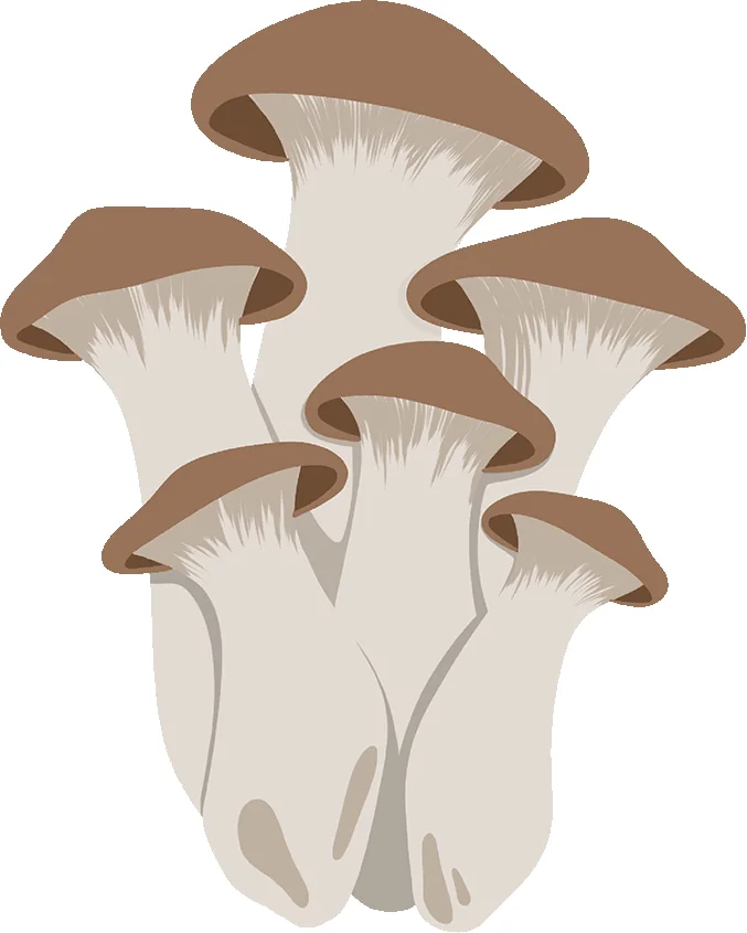 Official MYYCO source image: King Oyster Liquid Culture 3.
