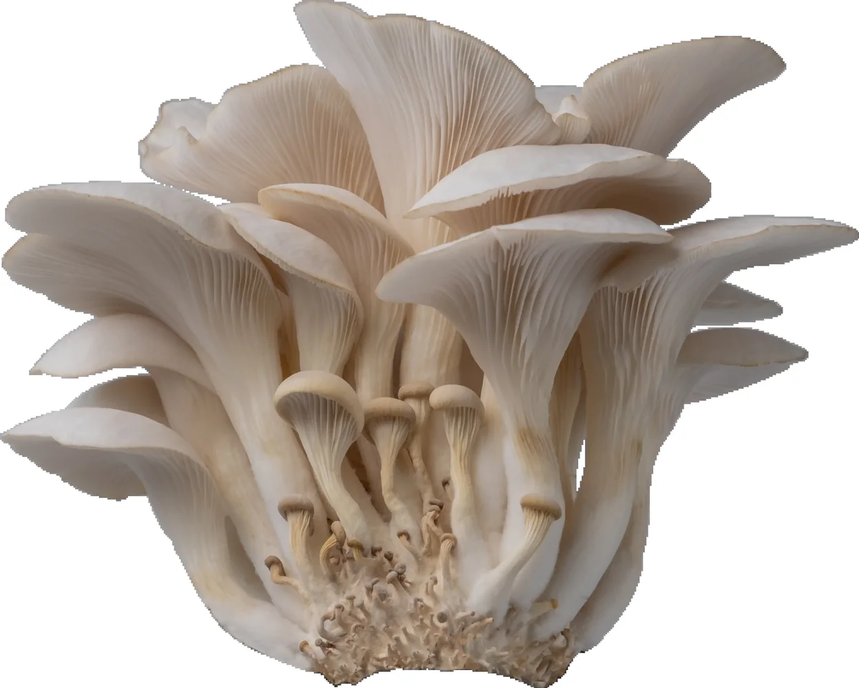 Official North Spore product or category image from the public website.