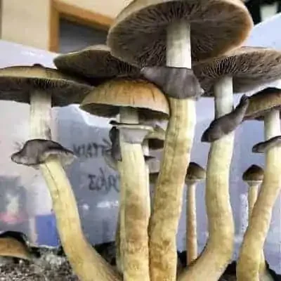 Official Premium Spores source image: Shop Magic Mushroom Spores.