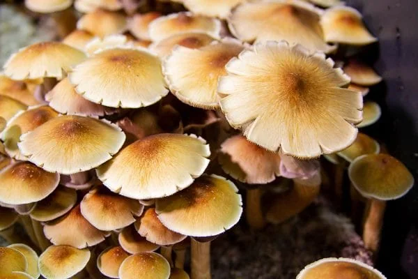Official Premium Spores source image: Shop Isolated Magic Mushroom Spores.
