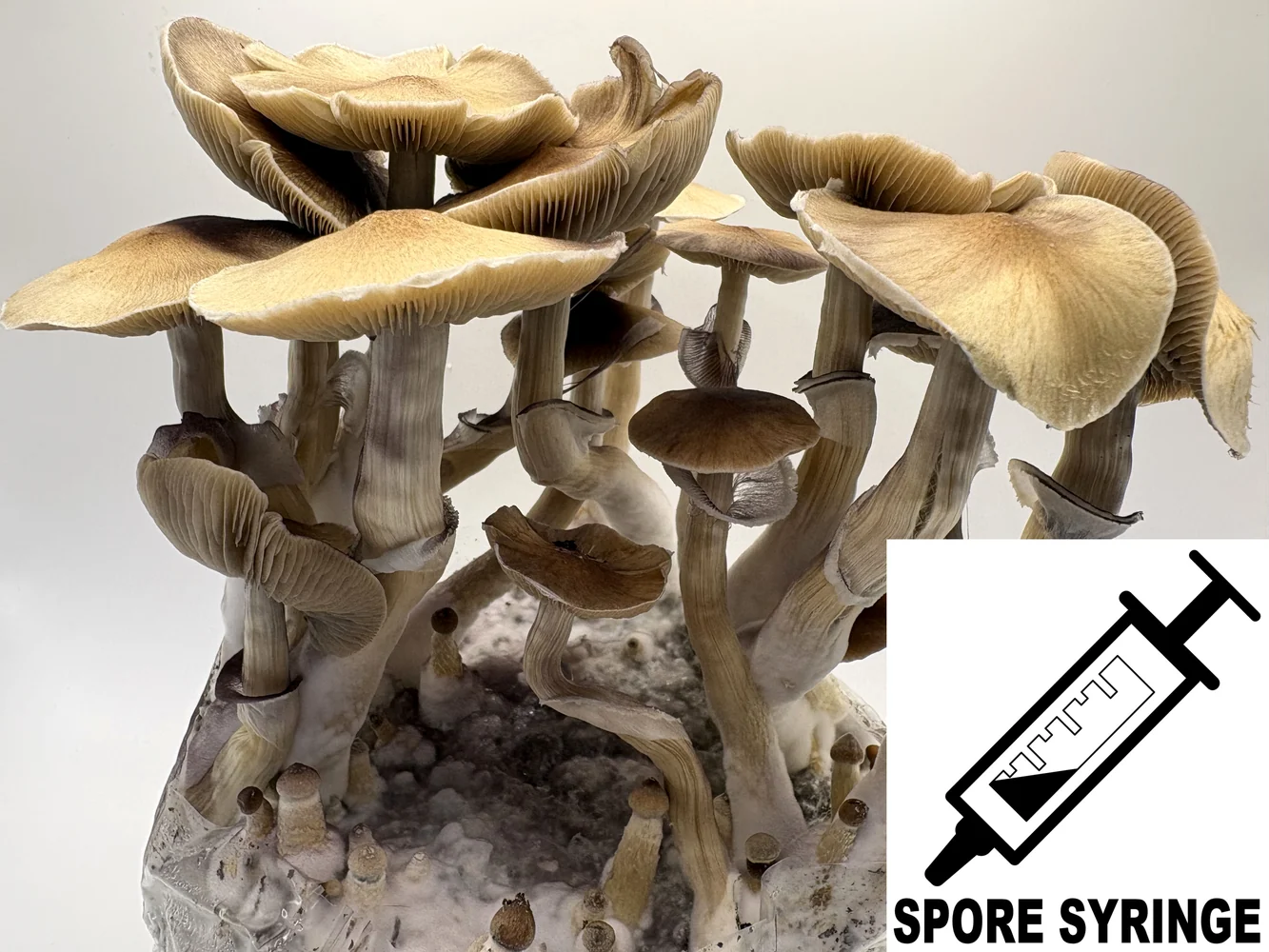 SporeWorks public Syzygy syringe product image