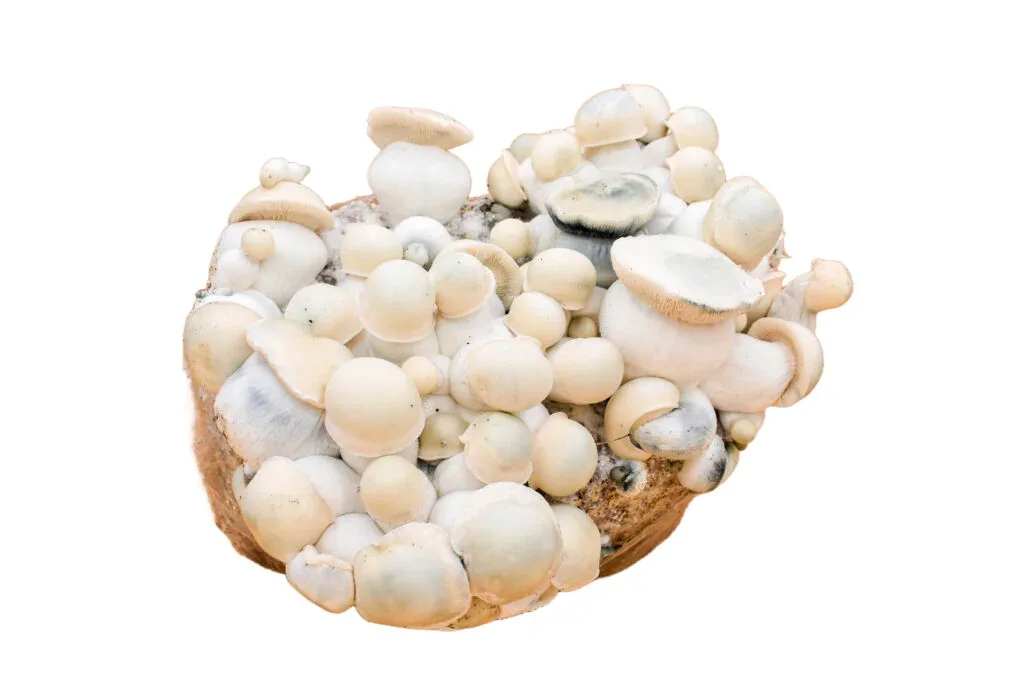 Psilyshop official-site source image 1