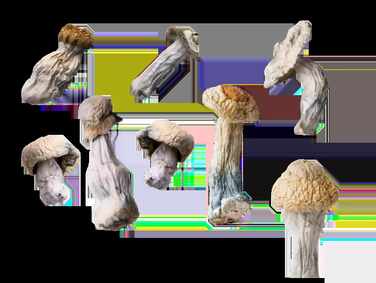TW Shroom Dispensary & Delivery DC official-site source image 2